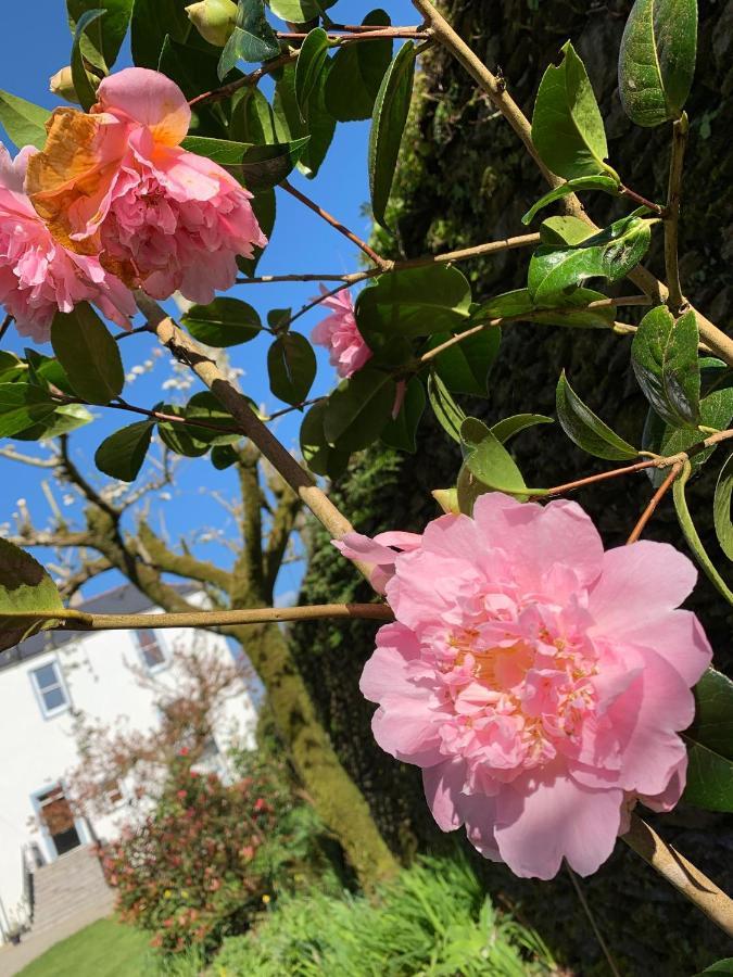 Riverbank House Bed And Breakfast Innishannon Bagian luar foto